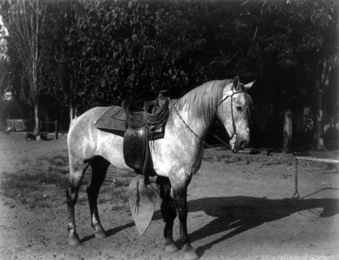 Photographie de 1888 d'un cheval de vaquero sellé dans un ranch de Californie