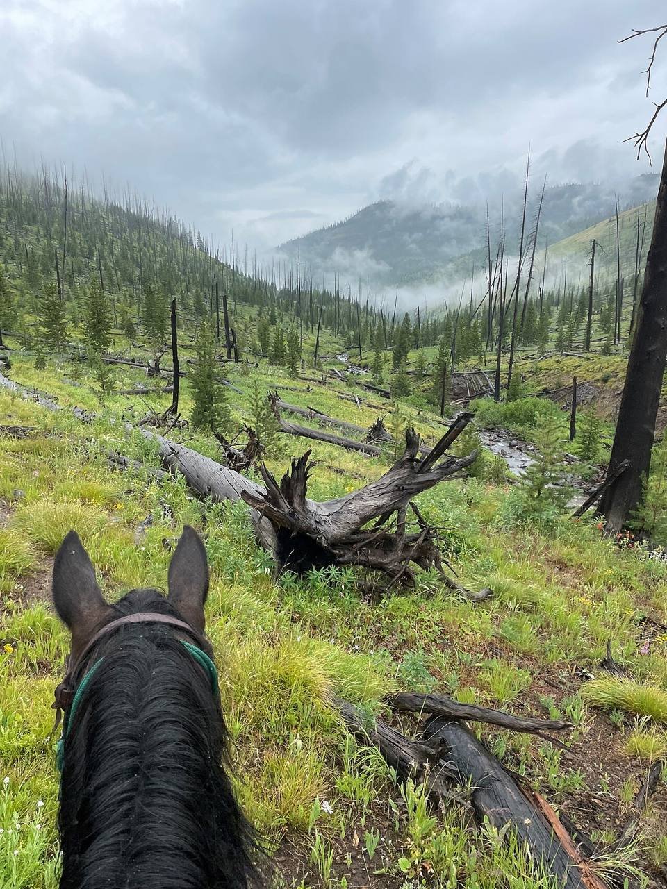Vue entre les oreilles d'un cheval sur un sentier de montagne humide et verdoyant, dans le Montana