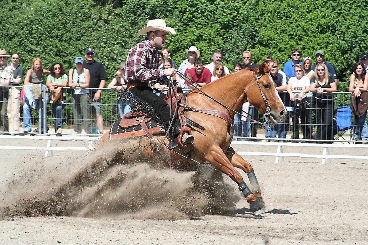 Cheval de reining exécutant un sliding stop dans une carrière de sable